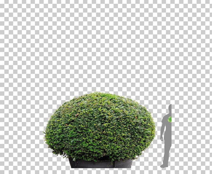 Hedge English Yew Tree Japanese Holly Topiary PNG, Clipart, Baum, Buxus Sempervirens, Center, Chamaecyparis Lawsoniana, Conifers Free PNG Download