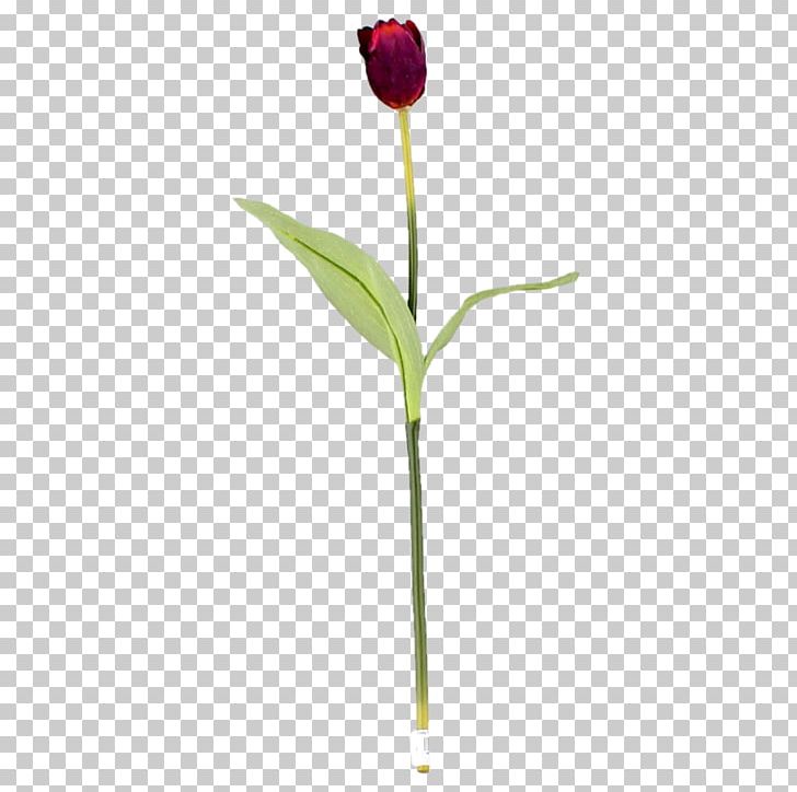 Tulip Cut Flowers Plant Stem Bud PNG, Clipart, Bud, Cut Flowers, Flower, Flowering Plant, Flowers Free PNG Download