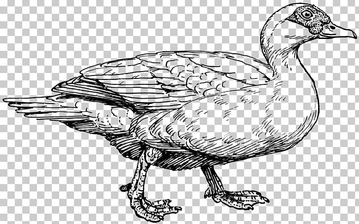 American Pekin Bird Muscovy Duck German Pekin PNG, Clipart, American Pekin, Animal, Animals, Artwork, Beak Free PNG Download