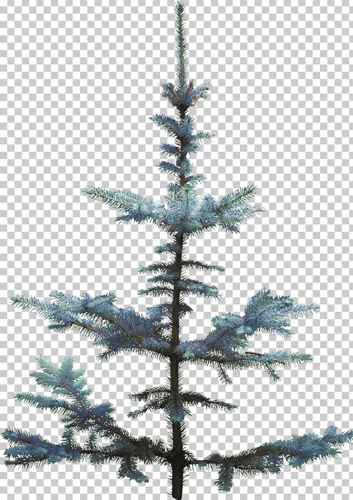 Christmas Tree Spruce Pine Fir PNG, Clipart, Branch, Cedar, Christmas, Christmas Decoration, Christmas Ornament Free PNG Download
