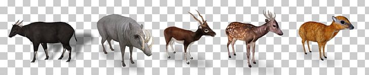 Zoo Tycoon 2: African Adventure Antelope Even-toed Ungulates Animal PNG, Clipart, Animal, Antelope, Caprinae, Feather, Gazelle Free PNG Download