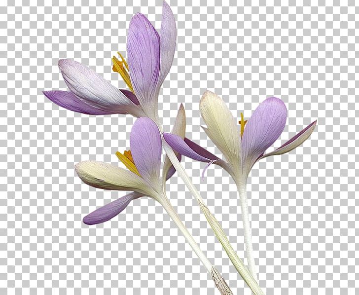 Portable Network Graphics Autumn Crocus Flowering Plant PNG, Clipart, Autumn Crocus, Blog, Blue, Crocus, Crocus Flavus Free PNG Download