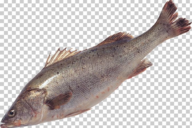 Salmon Fish Products Sardine Trout Cod PNG, Clipart, Animal, Animals, Animal Source Foods, Barramundi, Bighead Carp Free PNG Download