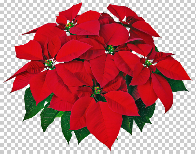 Flower Poinsettia Red Plant Petal PNG, Clipart, Christmas Eve, Flower, Impatiens, Leaf, Petal Free PNG Download