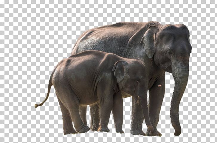 African Elephant Yala National Park Indian Elephant Etosha National Park PNG, Clipart, African Elephant, Computer, Desktop Wallpaper, Elephant, Elephantidae Free PNG Download