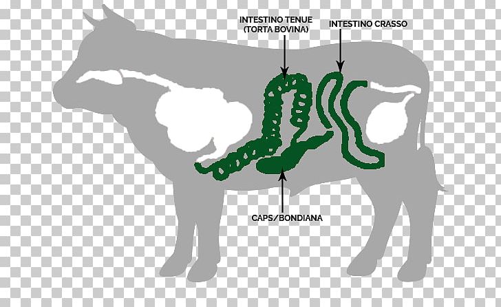 Cattle Horse Gastrointestinal Tract Small Intestine Large Intestine PNG, Clipart, Art, Beef, Cartoon, Cattle, Cattle Like Mammal Free PNG Download