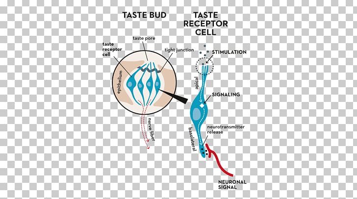 Taste Bud Tongue Map Taste Receptor PNG, Clipart, Angle, Area, Bud, Capsaicin, Diagram Free PNG Download