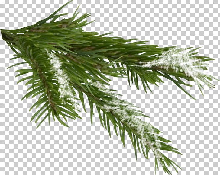 Tree Spruce PNG, Clipart, Branch, Christmas, Christmas Ornament, Conifer, Conifer Cone Free PNG Download