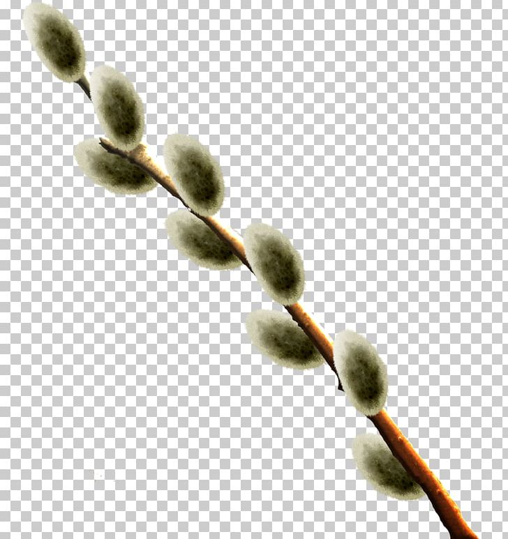 Twig Bud Plant Stem Close-up PNG, Clipart, 911, Branch, Bud, Closeup, Others Free PNG Download