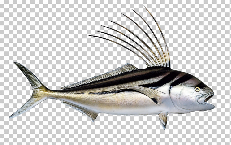 Fish Fish Fin Albacore Fish Marlin PNG, Clipart, Albacore Fish, Bonyfish, Fin, Fish, Marlin Free PNG Download
