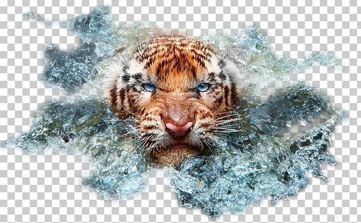 Cat Wildlife Photography Bengal Tiger PNG, Clipart, Animal, Animals, Bengal Tiger, Big Cats, Carnivoran Free PNG Download