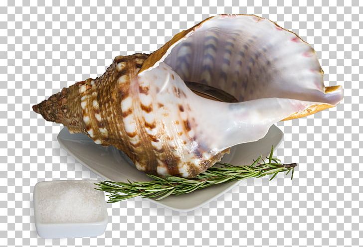 Cockle Sea Snail Clam Shellfish PNG, Clipart, Bivalvia, Blue Mussel, Charonia, Clam, Clams Oysters Mussels And Scallops Free PNG Download