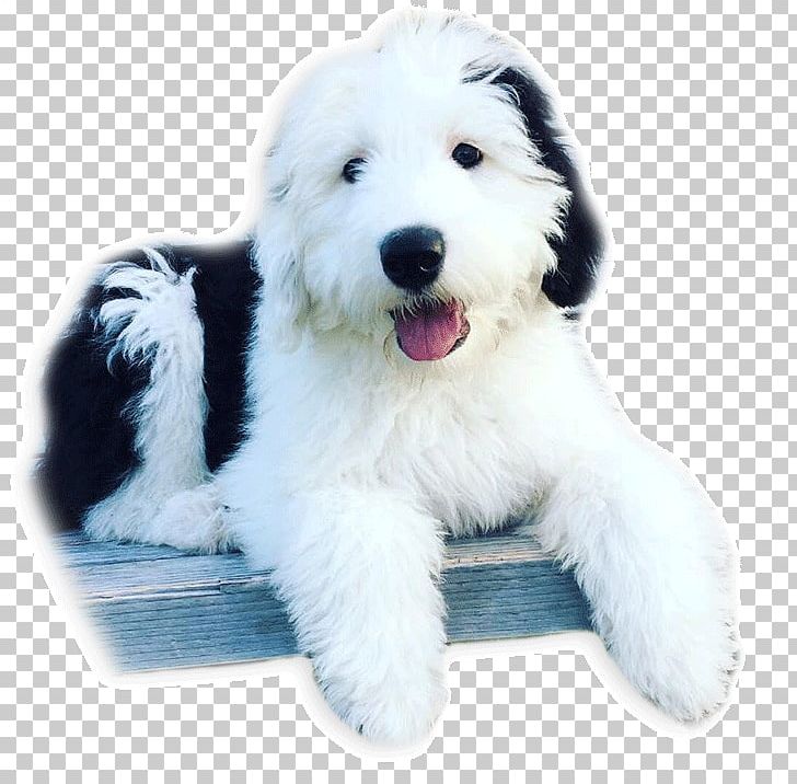 Goldendoodle Old English Sheepdog Polish Lowland Sheepdog Bearded Collie South Russian Ovcharka PNG, Clipart, Animals, Bearded Collie, Breed, Carnivoran, Caucasian Shepherd Dog Free PNG Download