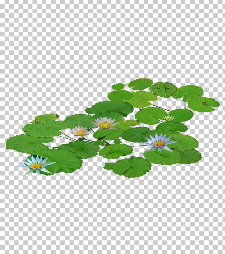 Pygmy Water-lily Nelumbo Nucifera PNG, Clipart, Branch, Download, Encapsulated Postscript, Flower, Flowering Plant Free PNG Download