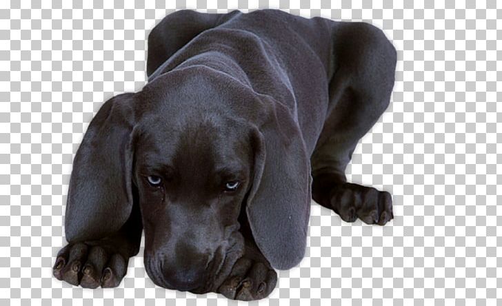Labrador Retriever Blingee Photography Dog Breed Puppy PNG, Clipart, Animaatio, Blingee, Blog, Carnivoran, Companion Dog Free PNG Download