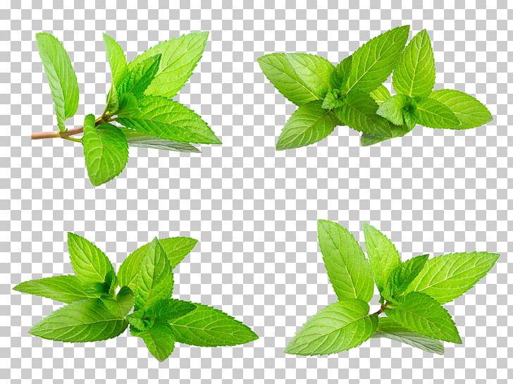 Mint Euclidean Stock Photography PNG, Clipart, Chinese New Year, Christmas Decoration, Decoration, Element, Fall Leaves Free PNG Download