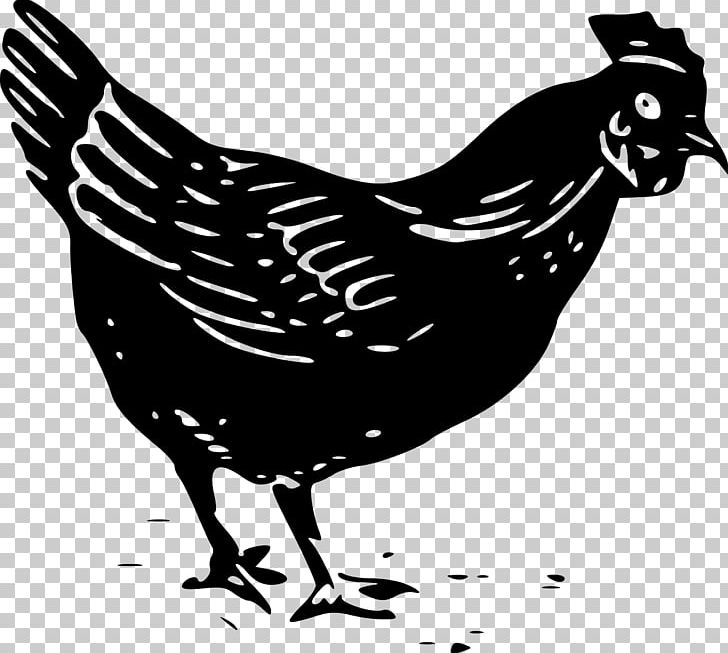 Plymouth Rock Chicken Kifaranga Rooster Fowl PNG, Clipart, Beak, Bird, Black And White, Chicken, Computer Icons Free PNG Download