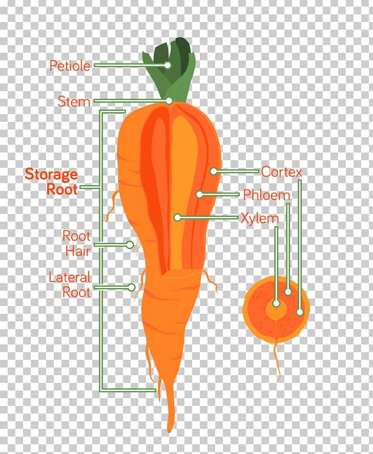 Carrot Root Anatomy Vegetable Xylem PNG, Clipart, Anatomy, Carrot, Cortex, Food, Graphic Design Free PNG Download