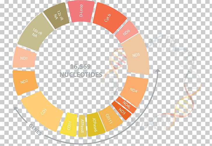 Color Wheel Analogous Colors Human Genome Project PNG, Clipart, Analogous Colors, Area, Brand, Circle, Color Free PNG Download