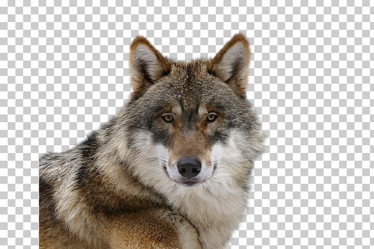 Czechoslovakian Wolfdog Saarloos Wolfdog Alaskan Tundra Wolf Coyote Puppy PNG, Clipart, Angry Wolf Face, Animal, Animals, Black Wolf, Canis Lupus Tundrarum Free PNG Download