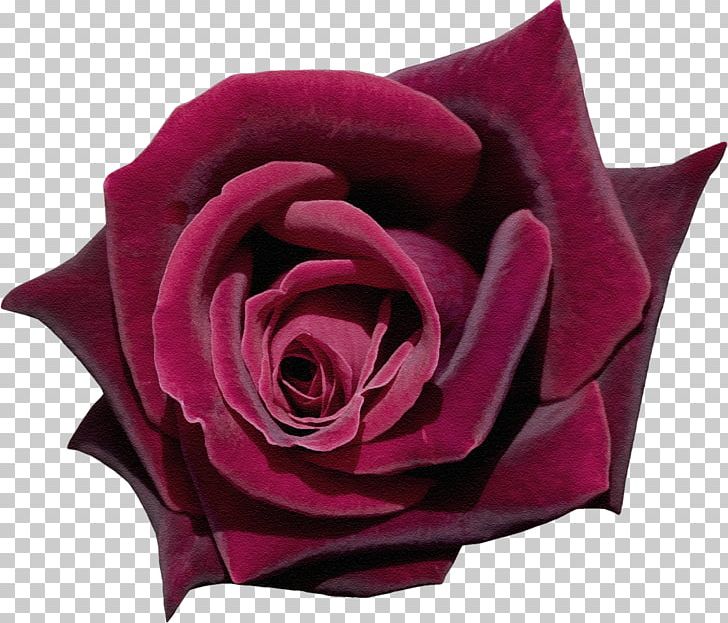 Garden Roses Flower Centifolia Roses PNG, Clipart, Centifolia Roses, Cut Flowers, Flower, Flowering Plant, Garden Roses Free PNG Download