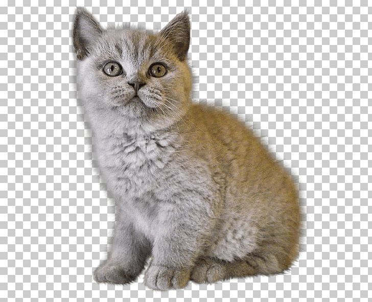 Persian Cat Kitten Dog PNG, Clipart, American Wirehair, Animals, Asia, Biology, Carnivoran Free PNG Download