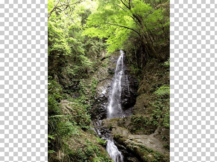 Waterfall Rainforest Valdivian Temperate Rain Forest Vegetation PNG, Clipart, Arroyo, Body Of Water, Chute, Creek, Escarpment Free PNG Download