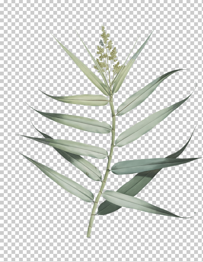 Plant Stem Leaf Grasses Plants Plant Structure PNG, Clipart, Biology, Grasses, Leaf, Plants, Plant Stem Free PNG Download