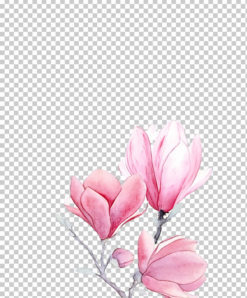 Spring Flower Spring Floral Flowers PNG, Clipart, Blossom, Chinese Magnolia, Cut Flowers, Flower, Flowers Free PNG Download