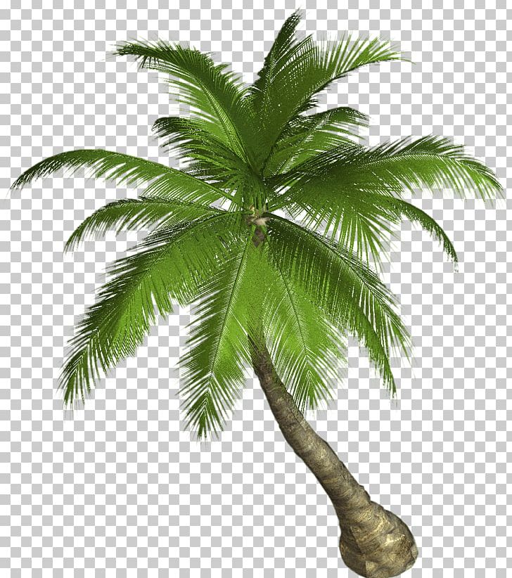 Arecaceae Tree Coconut PNG, Clipart, Arecaceae, Arecales, Attalea Speciosa, Borassus Flabellifer, Clip Art Free PNG Download