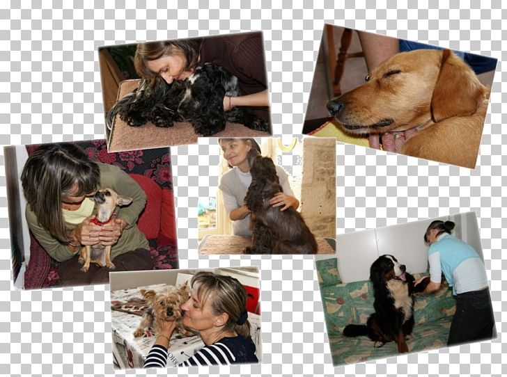 Dog Breed Canine Massage Photography Frames PNG, Clipart, Animals, Breed, Canine Massage, Carnivoran, Collage Free PNG Download