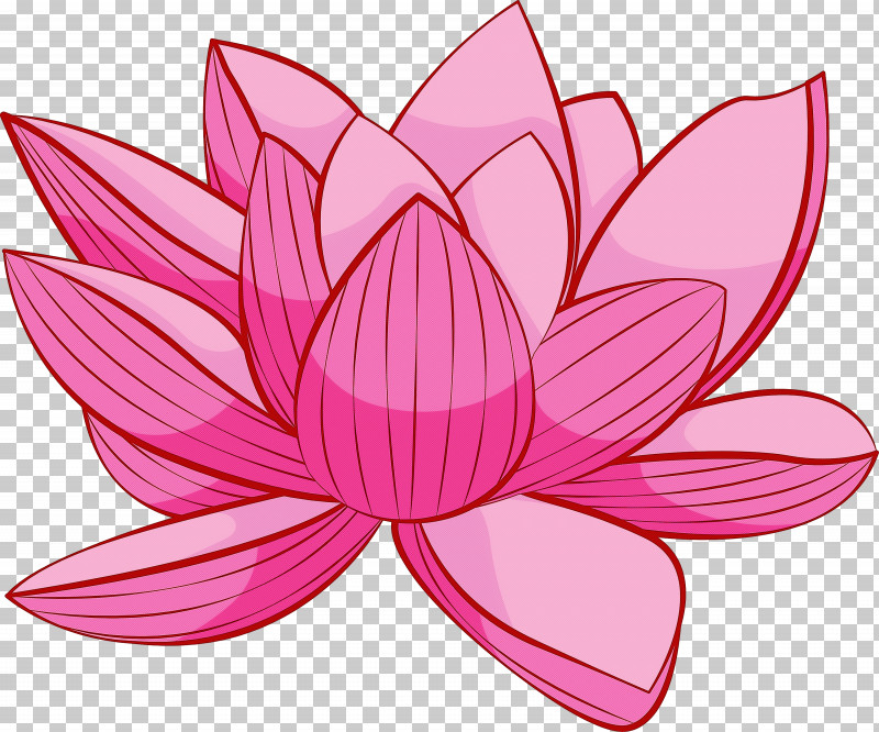 Bodhi Lotus Lotus PNG, Clipart, Aquatic Plant, Bodhi Lotus, Flower, Lotus, Lotus Family Free PNG Download