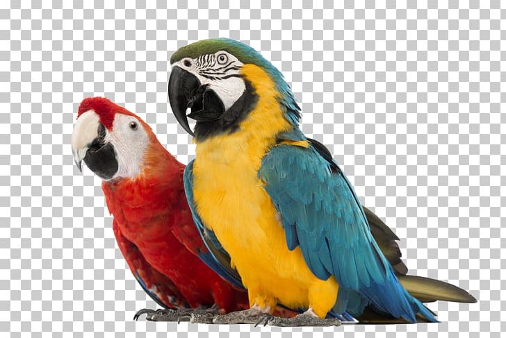 Parrot Blue-and-yellow Macaw Red-and-green Macaw Hyacinth Macaw PNG, Clipart, 30 Years, Animal, Animals, Ara, Beak Free PNG Download