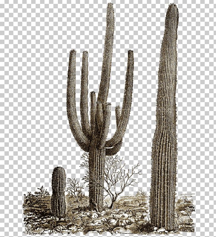 Saguaro National Park Cactus Portable Network Graphics PNG, Clipart, Barrel Cactus, Cactus, Caryophyllales, Ceroid Cactus, Desert Free PNG Download