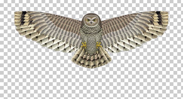 Birdwatching Owl Kite Bird Of Prey PNG, Clipart, Accipitridae, Animals, Beak, Bird, Bird Of Prey Free PNG Download