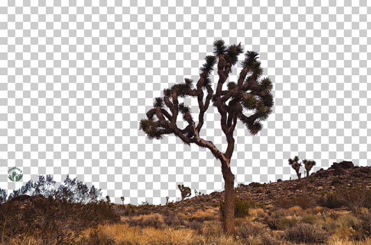 Joshua Tree National Park Desktop PNG, Clipart, Branch, California, Computer, Desert, Display Resolution Free PNG Download