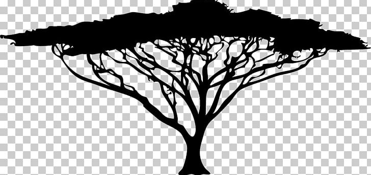 African Trees Wattles PNG, Clipart, Acacia, African, African Trees, Black, Black And White Free PNG Download