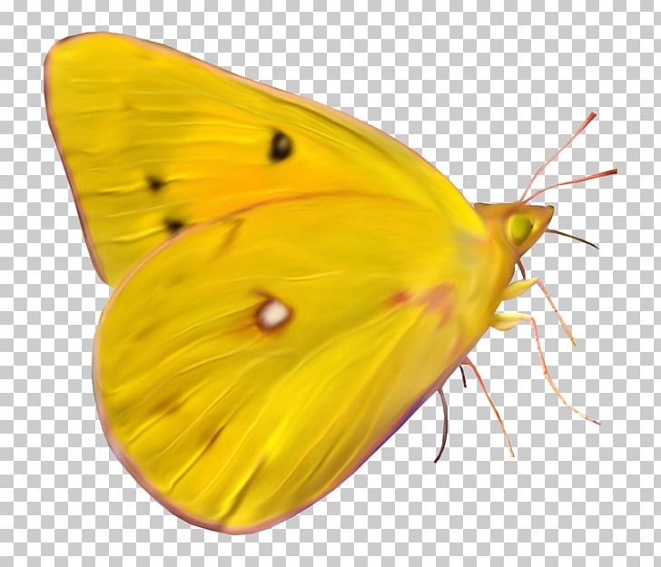 Clouded Yellows Moth Butterfly Insect Brush-footed Butterflies PNG, Clipart, Arthropod, Arthropod Leg, Borboleta, Brush, Brush Footed Butterfly Free PNG Download