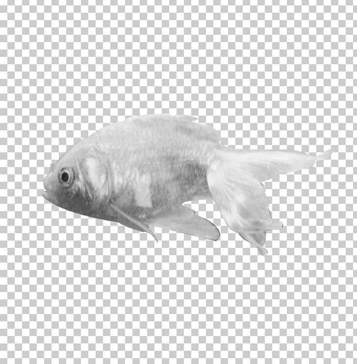 Shark Tropical Fish Marine Biology PNG, Clipart, Animal, Animals, Black And White, Box, Clip Art Free PNG Download