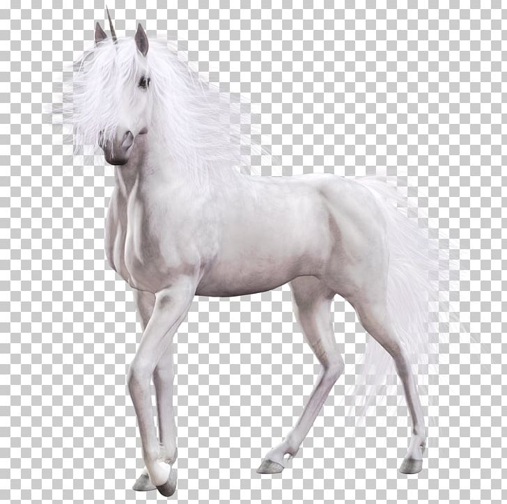 White Horse Country Club Equine Coat Color PNG, Clipart, Colt, Computer Icons, Country Club, Download, Encapsulated Postscript Free PNG Download