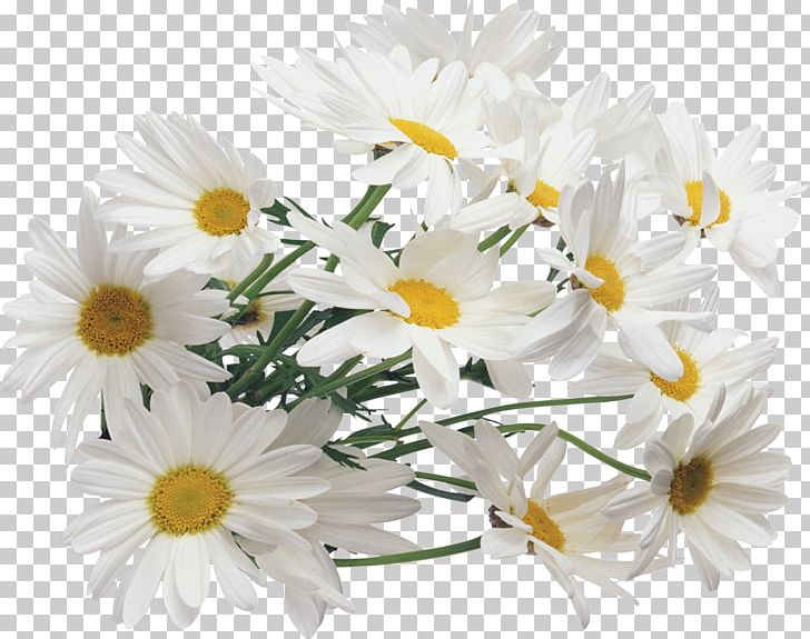 Flower Chamomile Quick PNG, Clipart, Annual Plant, Aster, Camomile, Chamaemelum Nobile, Chrysanths Free PNG Download