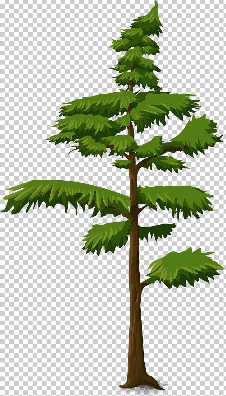 Tree Fir Trunk Branch PNG, Clipart, 3d Computer Graphics, Branch, Conifer, Conifers, Evergreen Free PNG Download