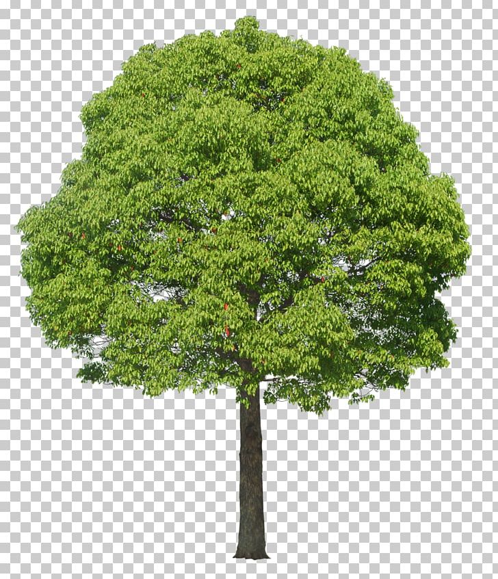 Tree Plant PNG, Clipart, 3d Modeling, Adobe Illustrator, Christmas Tree, Coconut Tree, Download Free PNG Download