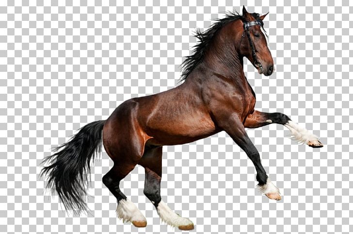 Arabian Horse Clydesdale Horse Akhal-Teke Friesian Horse American Quarter Horse PNG, Clipart, American Quarter Horse, Animal, Animal Figure, Bridle, Clydesdale Horse Free PNG Download