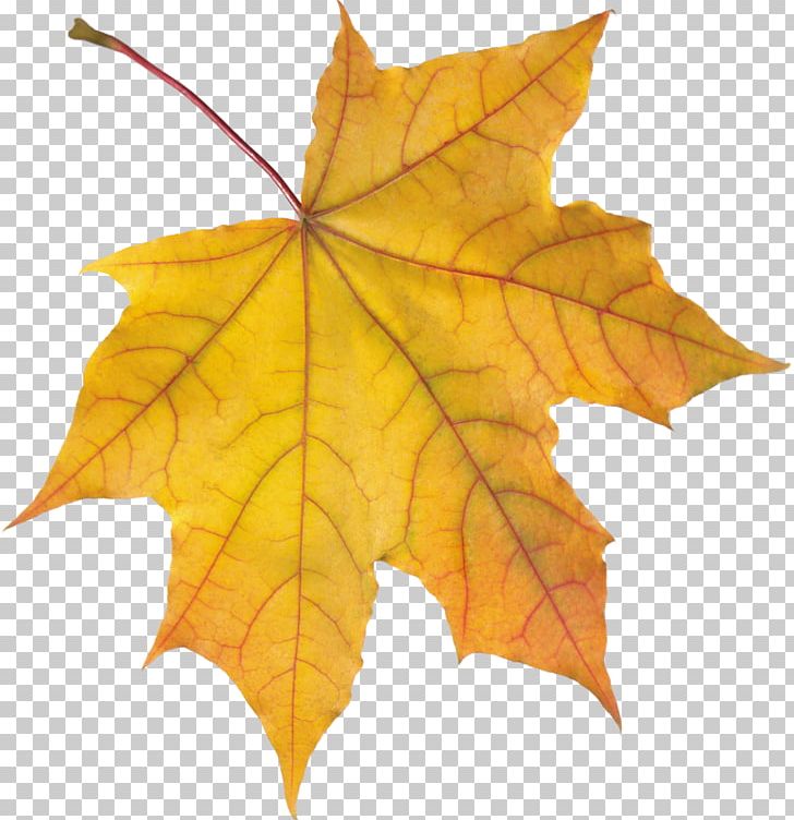 Autumn Leaf Color PNG, Clipart, Animation, Autumn, Autumn Leaf Color, Autumn Leaves, Color Free PNG Download