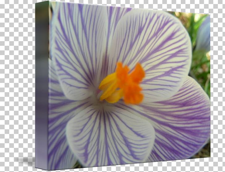 Pansy Crocus Violet Petal PNG, Clipart, Closer, Crocus, Flower, Flowering Plant, Iris Free PNG Download
