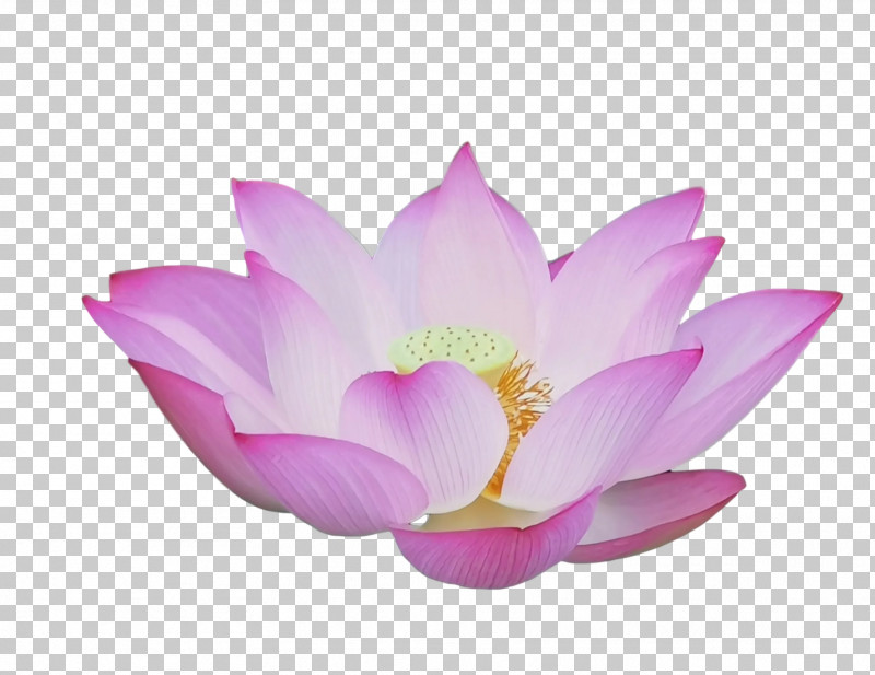Lotus Flower Summer Flower PNG, Clipart, Lotus Flower, Lotusm, Purple, Sacred Lotus, Summer Flower Free PNG Download