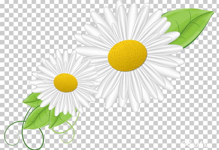 German Chamomile Asteroideae Oxeye Daisy PNG, Clipart, Asteroideae, Camomile, Chamomile, Circle, Daisy Free PNG Download