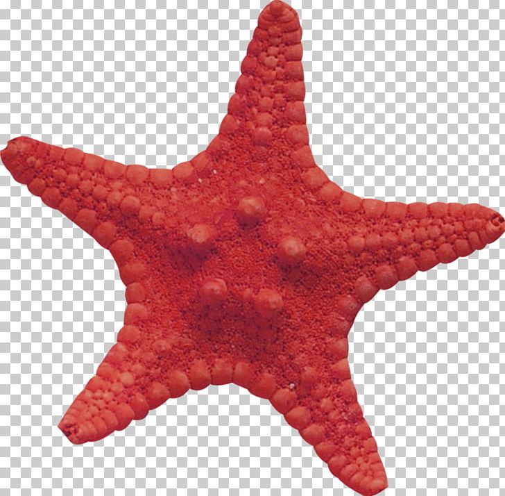 Starfish Material Lossless Compression PNG, Clipart, Animals, Data, Data Compression, Echinoderm, Invertebrate Free PNG Download