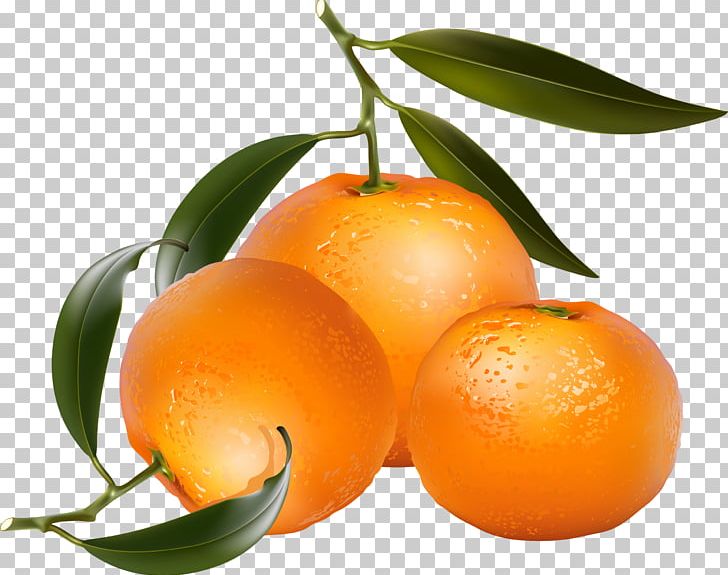 Tangerine Mandarin Orange Photography PNG, Clipart, Bitter Orange, Calamondin, Citric Acid, Citrus, Clementine Free PNG Download